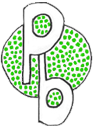 Minicamping Oldeholtpade Logo